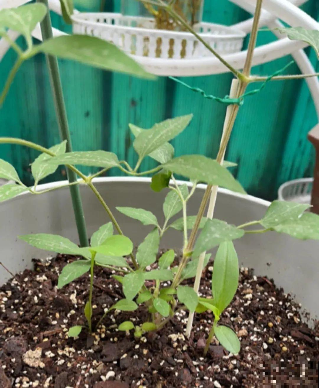 藤本植物的颜值王者,开花成瀑布,-20度冻不死! 藤本植物的颜值王者,开花成瀑布,-20度冻不死!