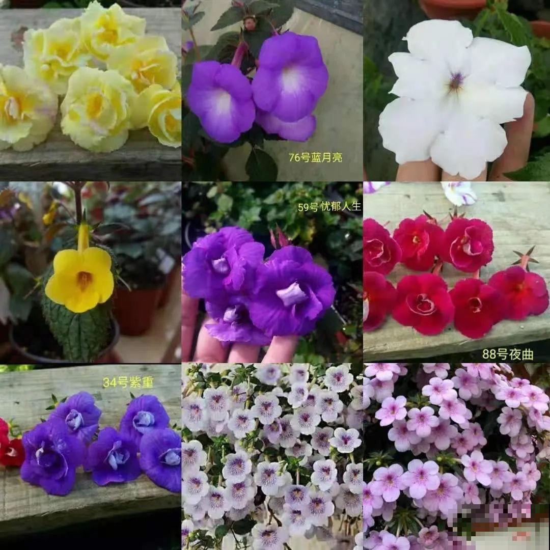 长筒花是“室内花量王者”，没光也能开爆盆，阳台党福音