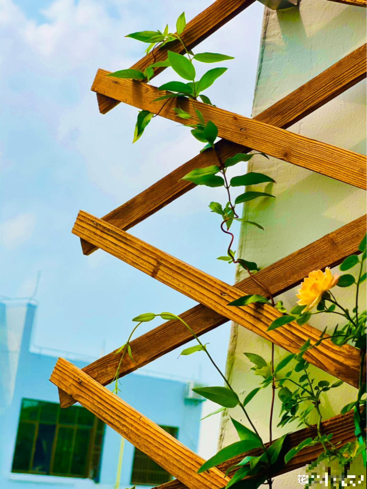 1种花，开花多，味道香，媲美月季