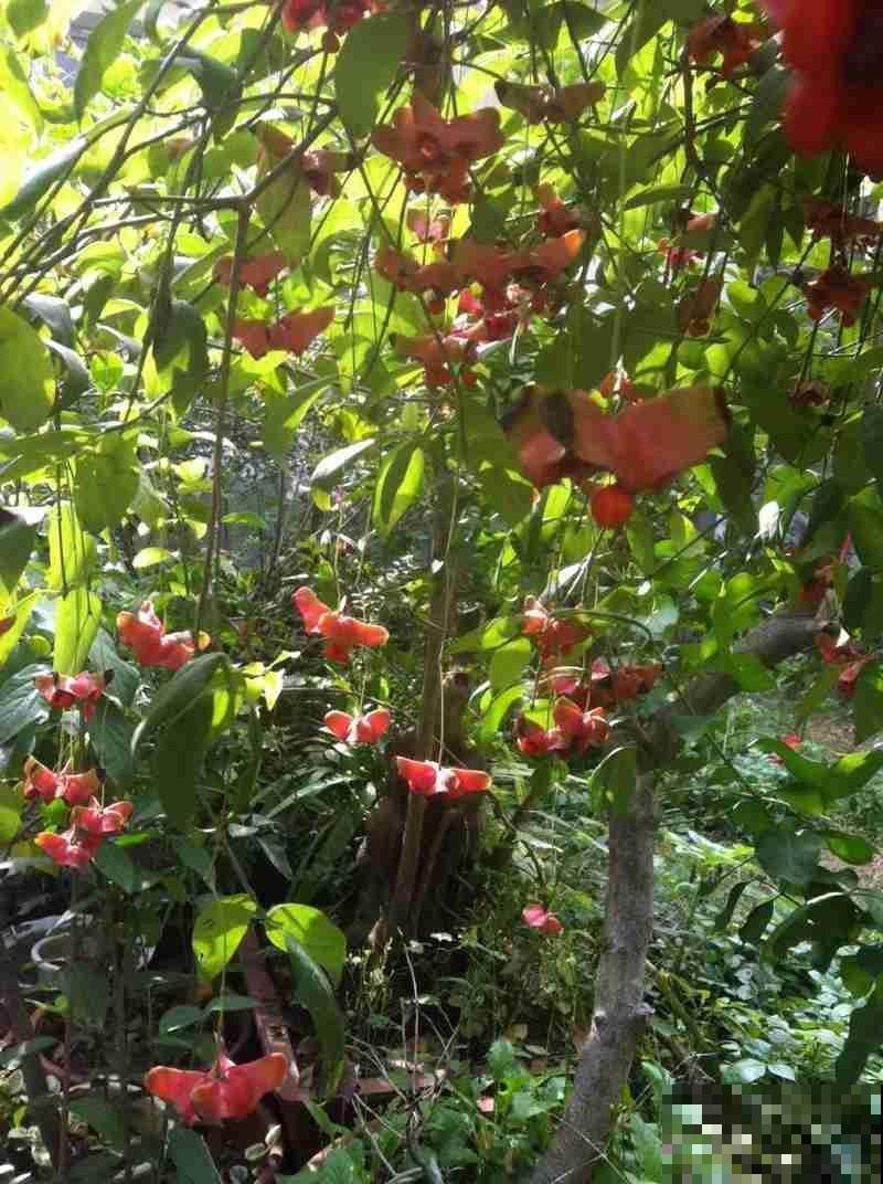 满树结满“蝴蝶花”,养成盆景好运又添财,养一次就上瘾 满树结满“蝴蝶花”,养成盆景好运又添财,养一次就上瘾