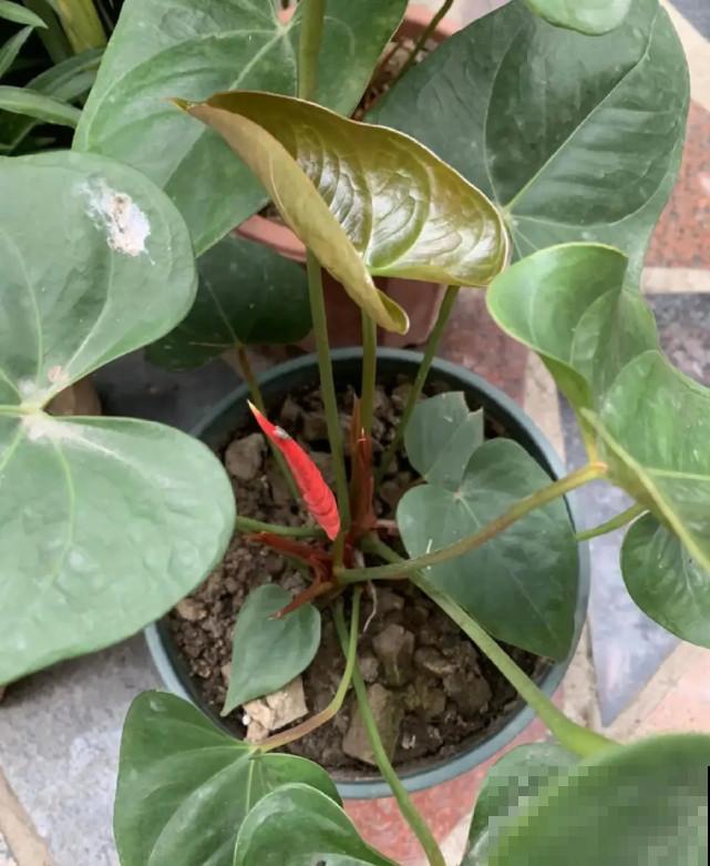 秋天给花补点“猛肥”,嫩芽一茬接一茬,花苞呼呼冒 秋天给花补点“猛肥”,嫩芽一茬接一茬,花苞呼呼冒