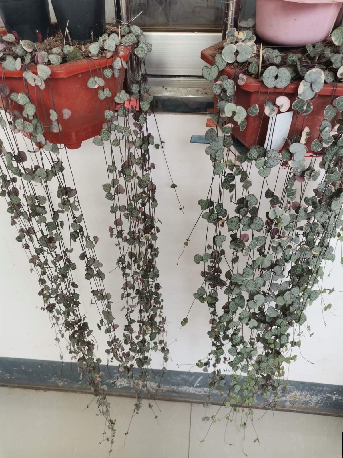 很耐阴的多肉,爱之蔓在秋天养,到底晒好还是不晒好 很耐阴的多肉,爱之蔓在秋天养,到底晒好还是不晒好