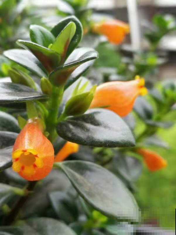 6种植物，长得特像小动物，惟妙惟肖又好养