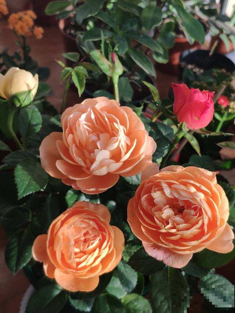 朋友圈转疯了,人到中年就怕5件事,早点看透少吃亏 朋友圈转疯了,人到中年就怕5件事,早点看透少吃亏