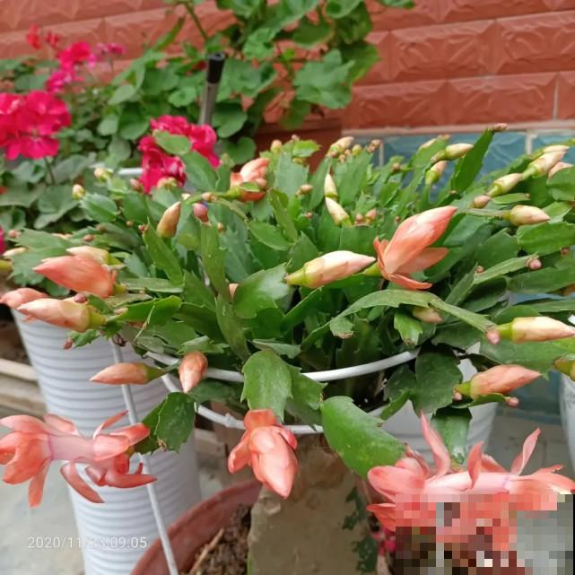 蟹爪兰“睡醒了”，给花施点肥，花苞呼呼冒