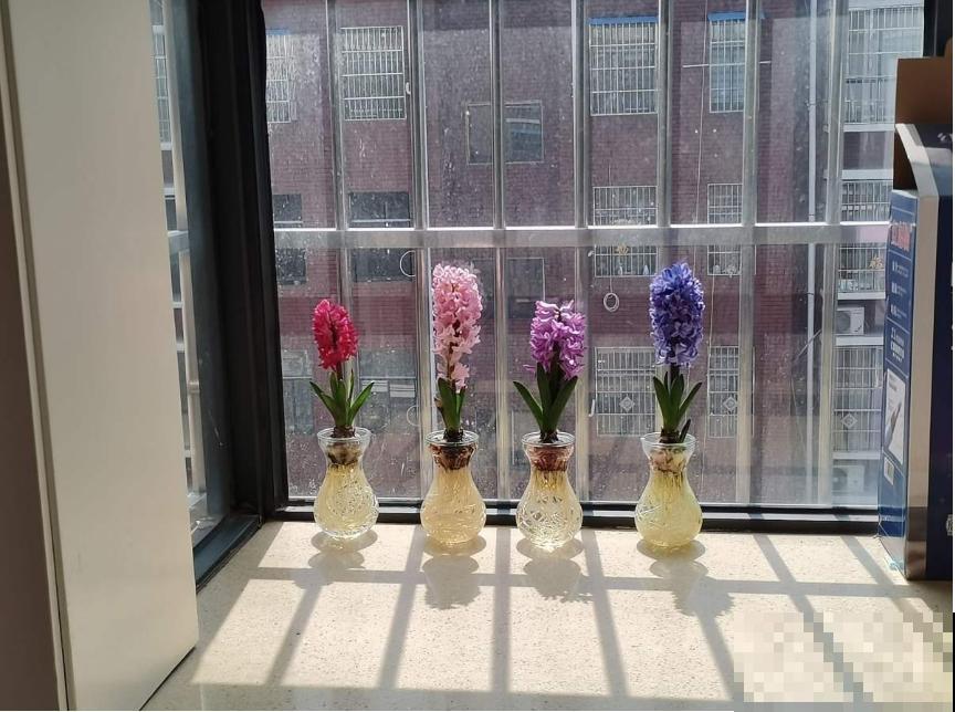 1种花就是“活香水”，一个“洋葱头”放水里，开花满屋飘香