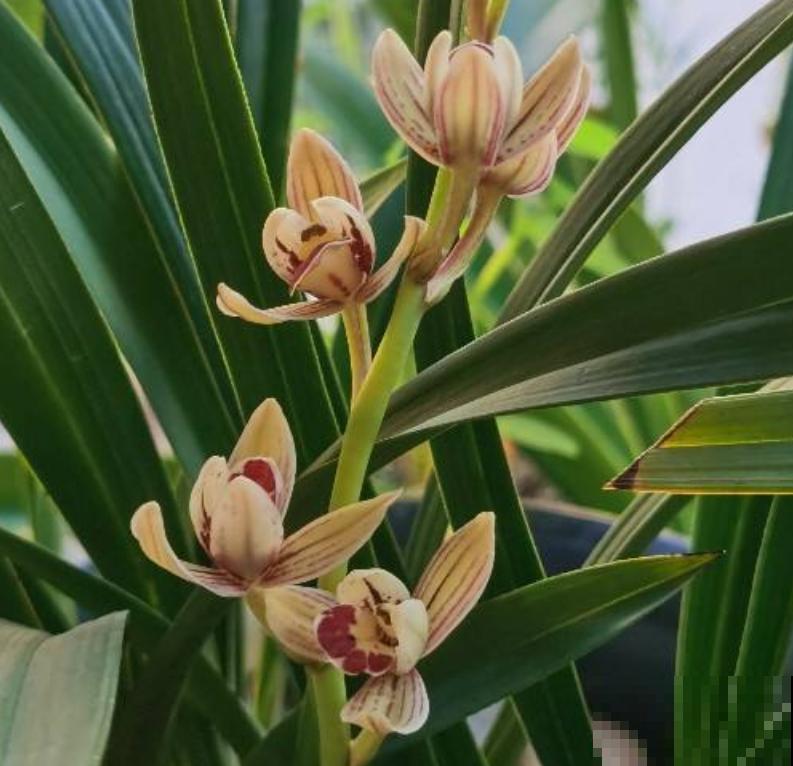 养兰花的人,值得岁月最好的眷顾,内附养花性格分析 养兰花的人,值得岁月最好的眷顾,内附养花性格分析