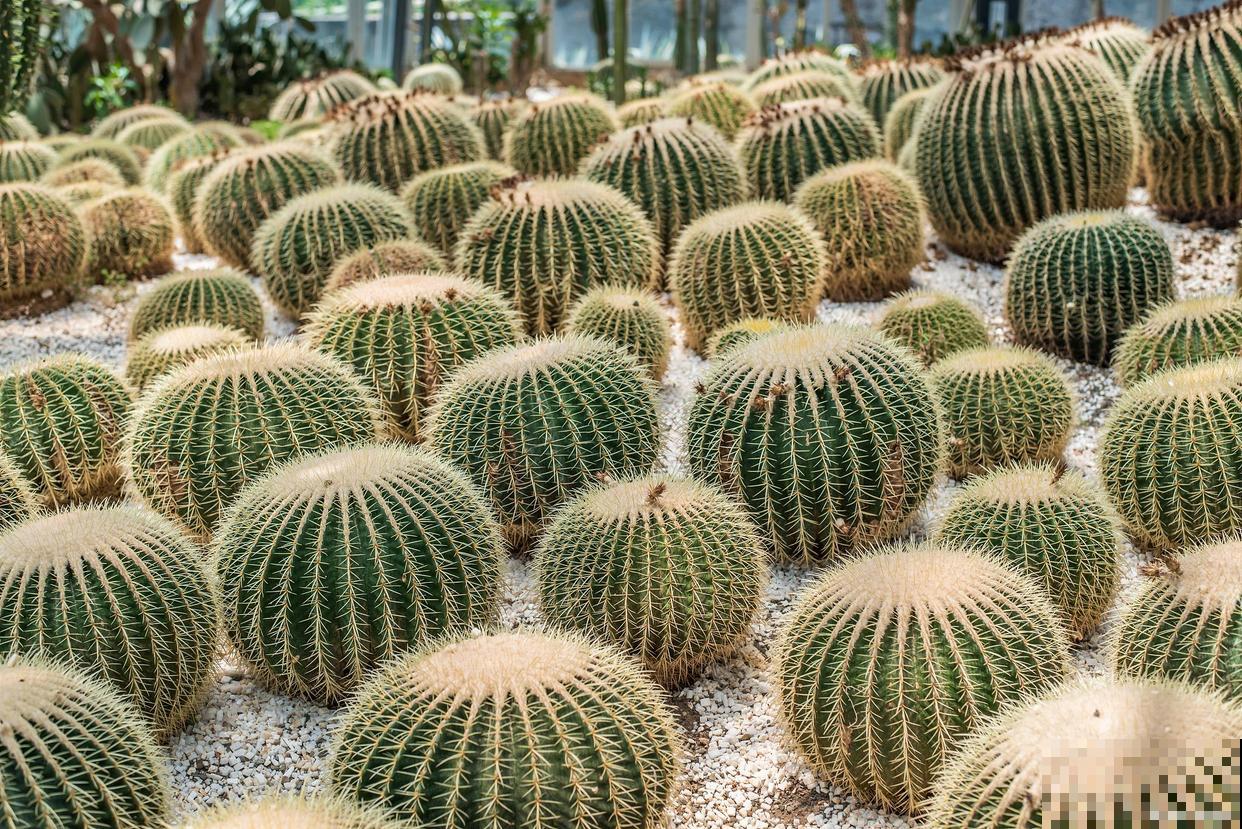 常见20种净化空气的室内植物