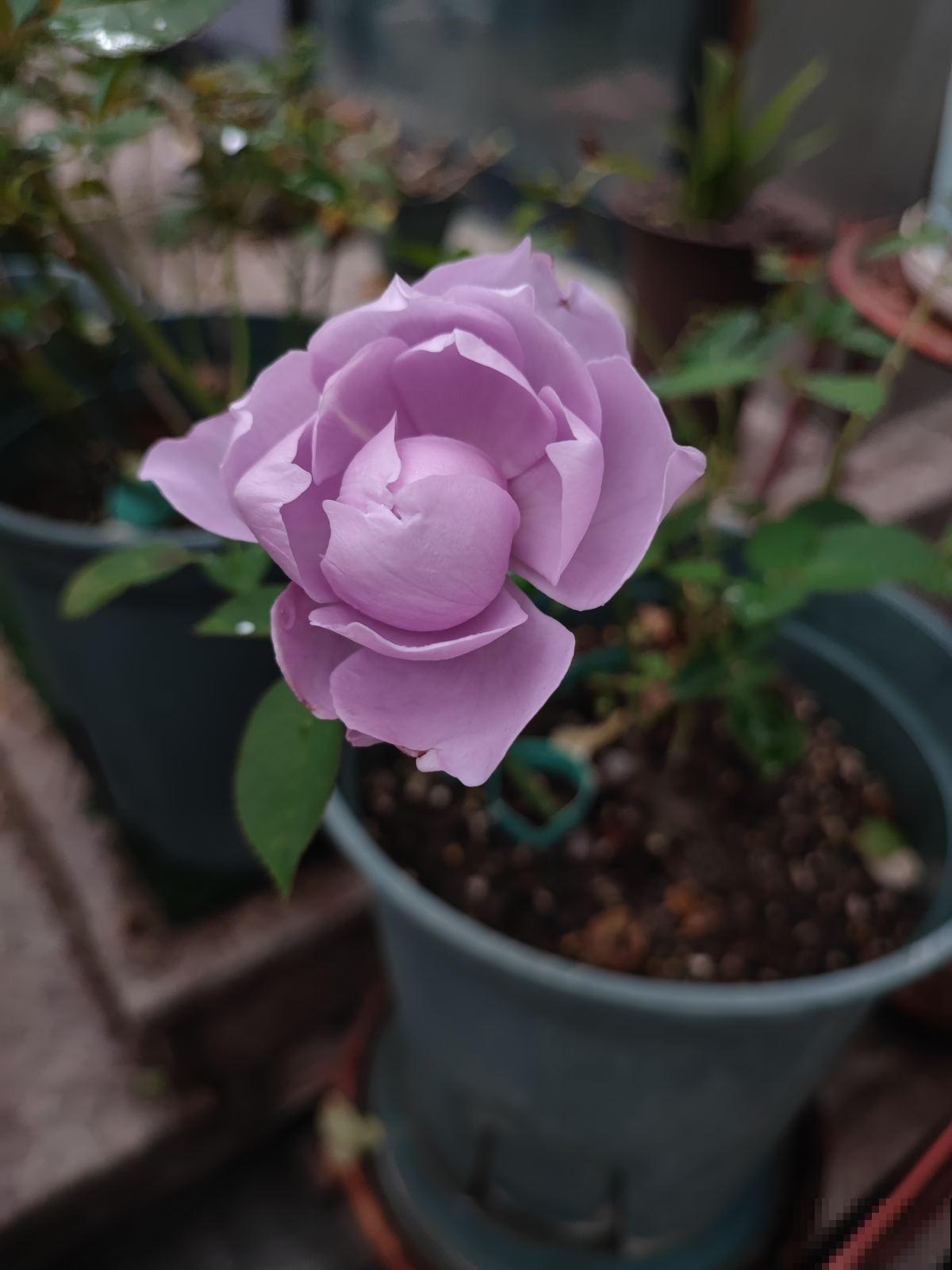 植物会打“暗语”，读懂这2个“暗语”，才能把花养的根壮叶肥