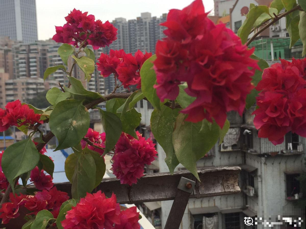 2个“花城”，去了就不想走，老花友：去一趟太值了