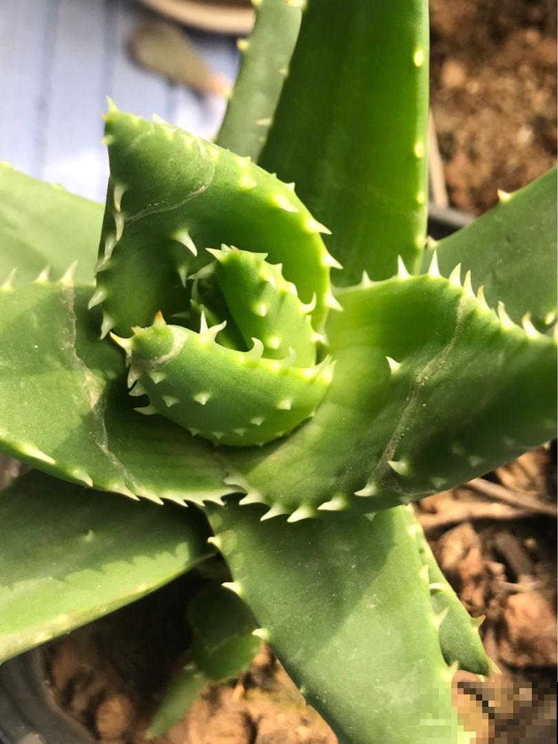 1种绿植被称作“家庭小药箱”,净化空气效果好,养人养身心 1种绿植被称作“家庭小药箱”,净化空气效果好,养人养身心