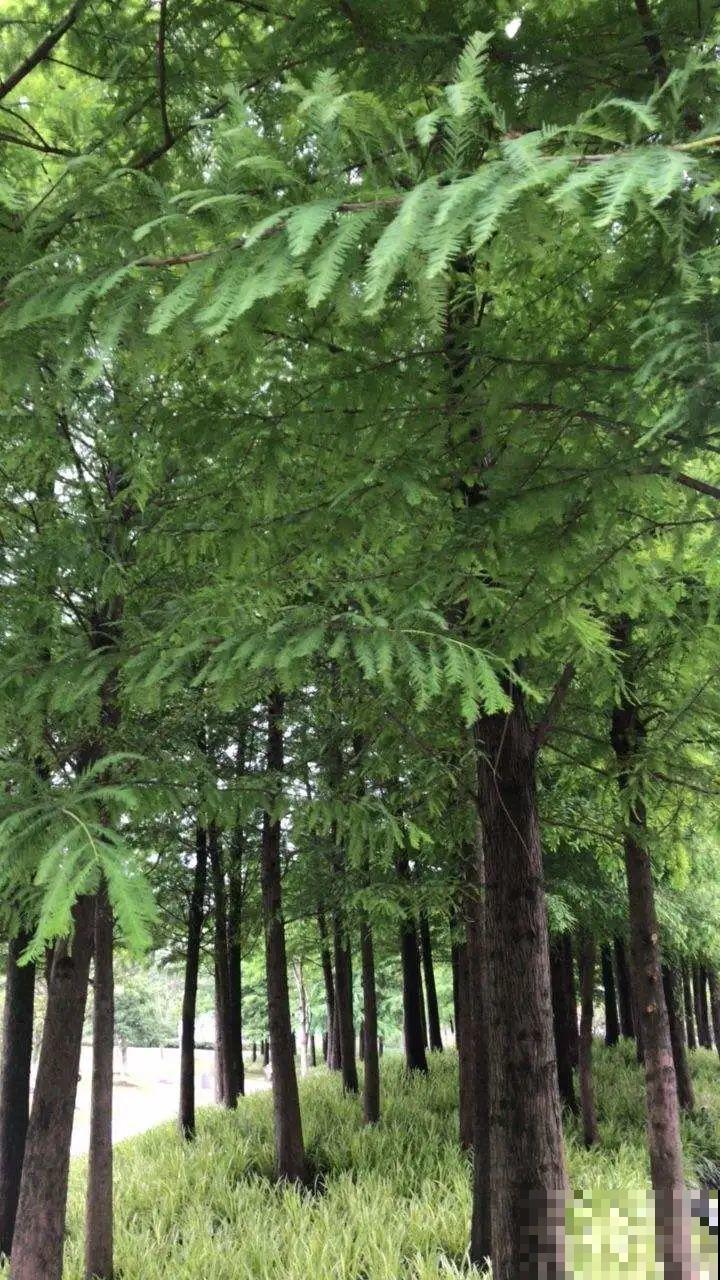 腊月买花要睁大眼,这8种花别要,养不活还浪费钱 腊月买花要睁大眼,这8种花别要,养不活还浪费钱