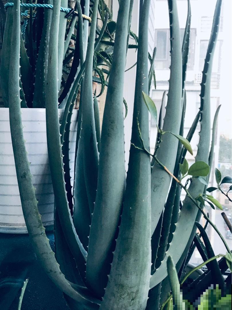 净化空气效果好的5种花，家里各个角落摆1盆，空气清新帮大忙