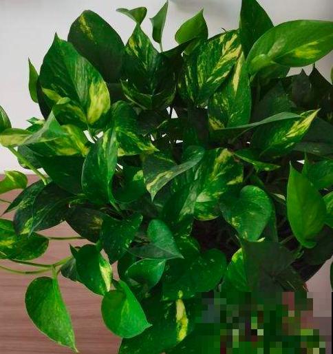 4种花，养在卫生间很合适，耐阴也省心