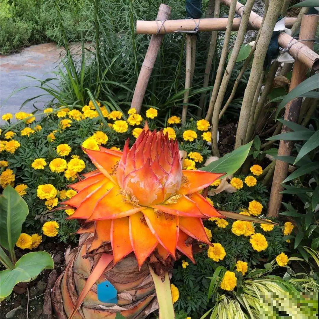 1种花俗称“摇钱树”，满盆长满小元宝，大吉大利，好看吉祥！