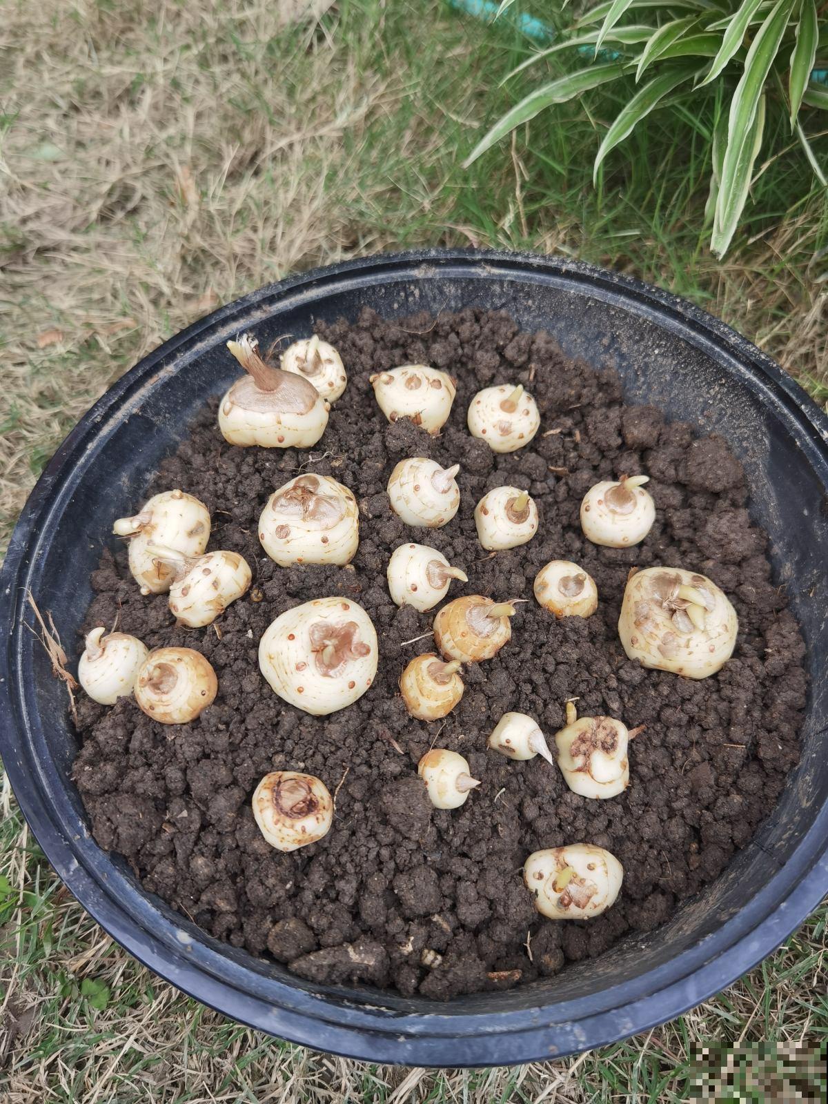 家里有女人，养一盆藏红花，养生美颜效果好