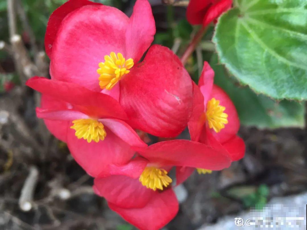 入秋一盆水,休眠的花“醒了”,猛长大花苞 入秋一盆水,休眠的花“醒了”,猛长大花苞