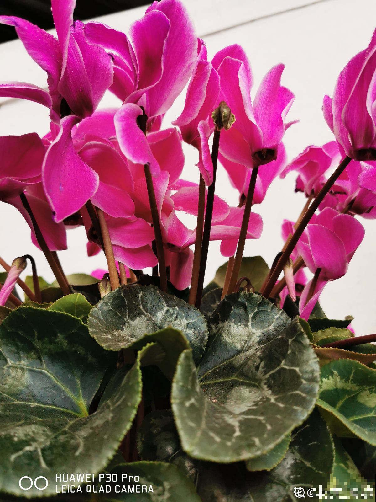 养了5年仙客来的老花匠，跟他学习后，原来爆盆秘诀这么简单