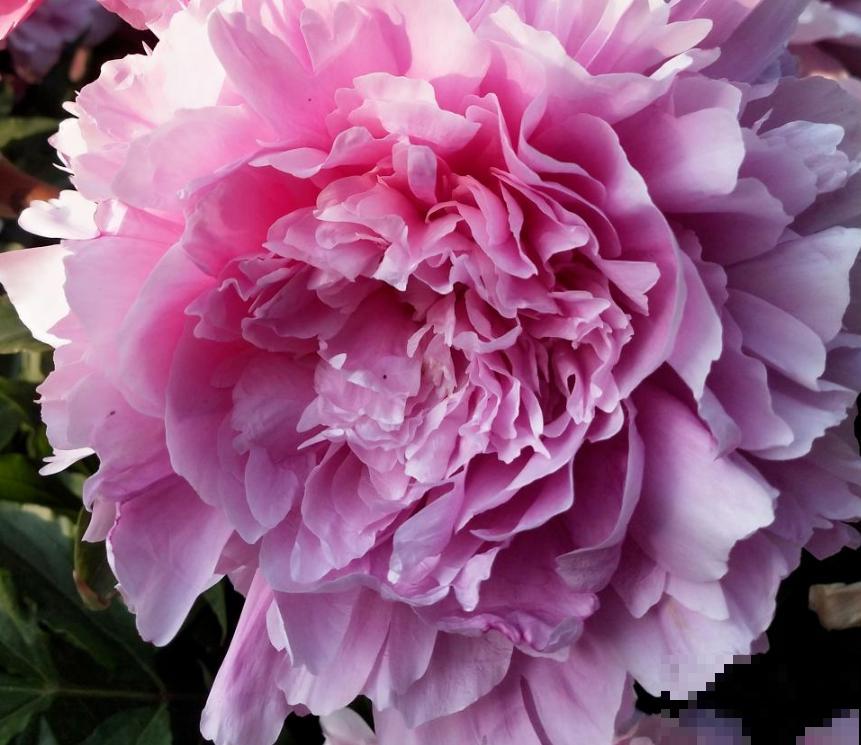 刚搬了新家就给我添堵，养花这么多年，邻居居然说我养花不吉利