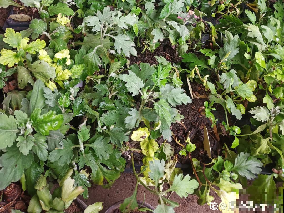 冬天扦插6种花，简单易成活，一盆变多盆