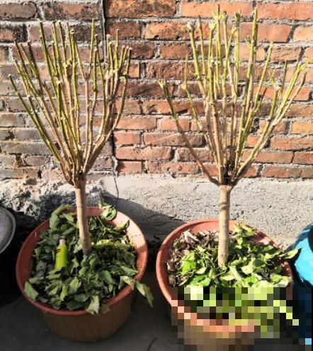 幸福树叶子哗哗掉,再不管,最后掉成“光杆司令” 幸福树叶子哗哗掉,再不管,最后掉成“光杆司令”