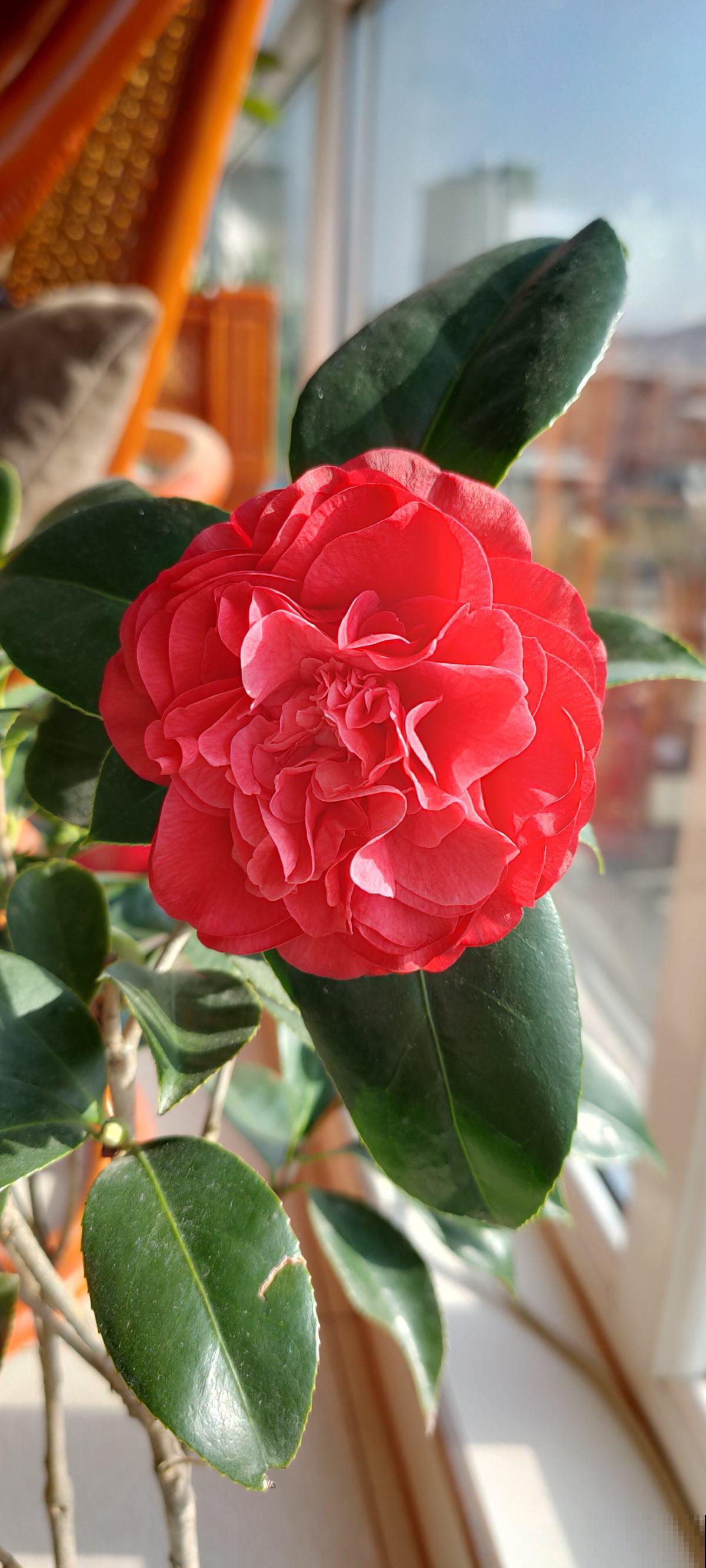 8种花红得像火，一看就特吉祥，养家里红红火火真喜庆