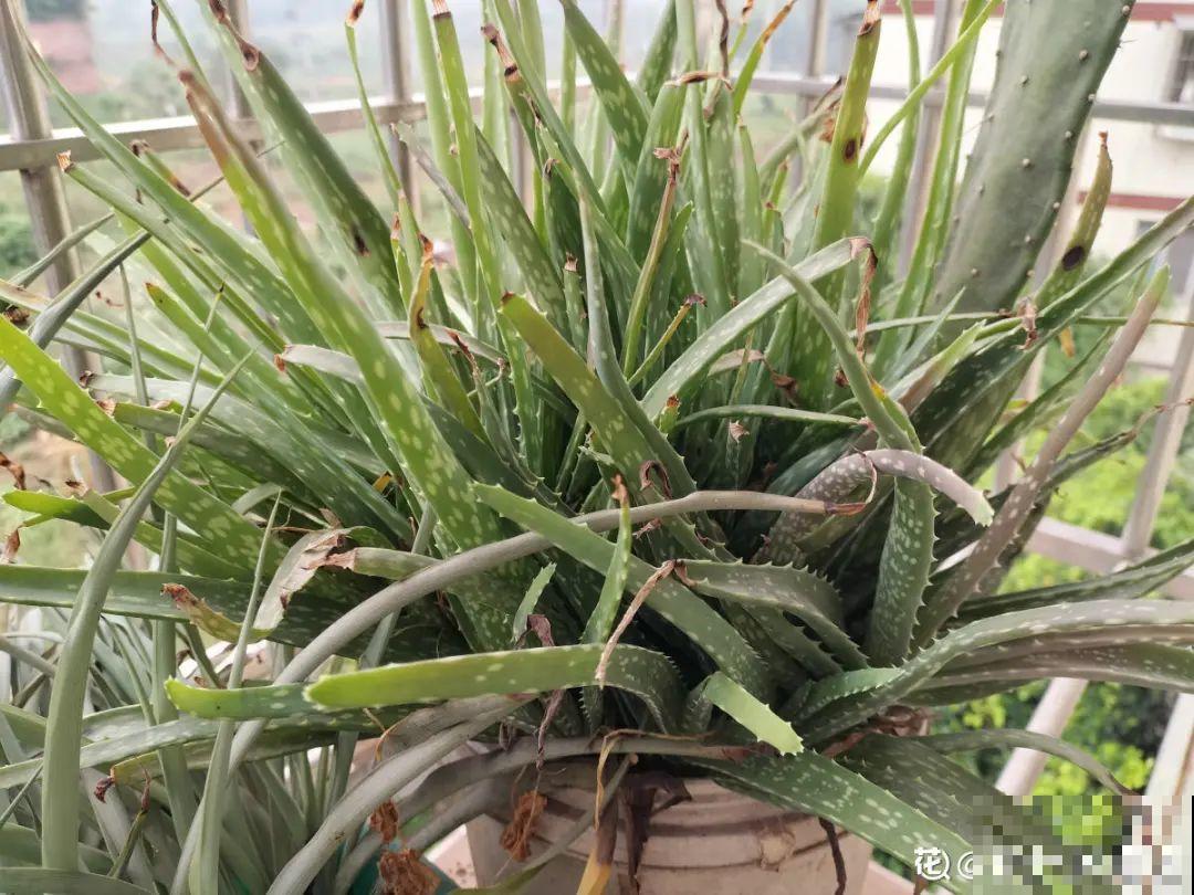 温度低于8度,8种花断水、断肥,明年开花更多 温度低于8度,8种花断水、断肥,明年开花更多