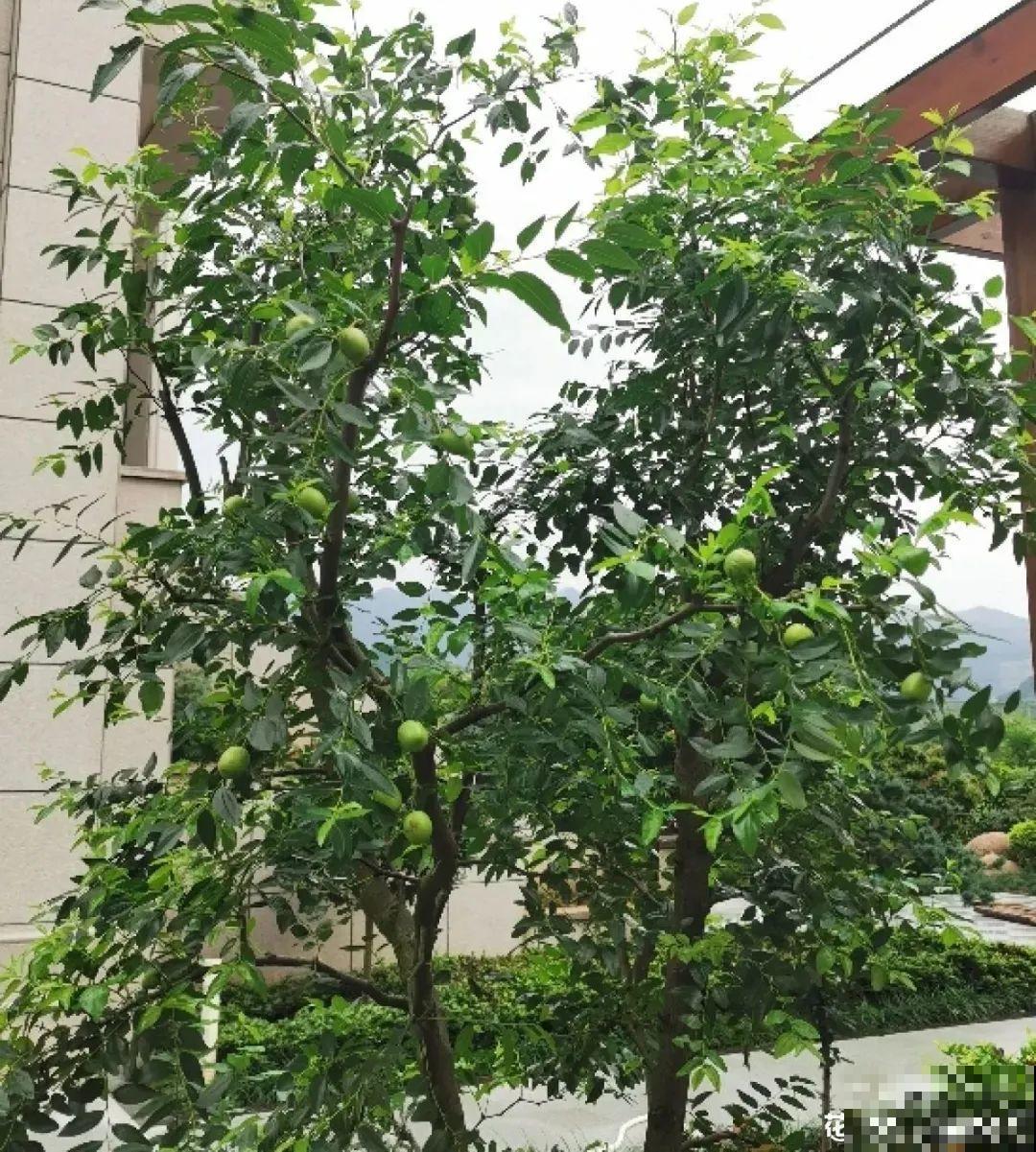 家里养8种“守家树”，红红火火特别旺运，镇宅好福气