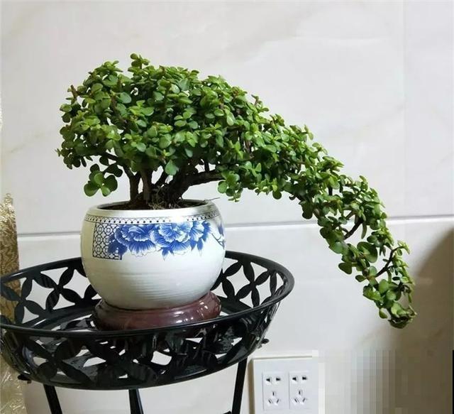 10种“财神花”养家里,吉祥寓意好兆头,越养越喜欢 10种“财神花”养家里,吉祥寓意好兆头,越养越喜欢