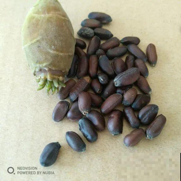 路上看见银杏果,不要捡,小心有毒! 路上看见银杏果,不要捡,小心有毒!