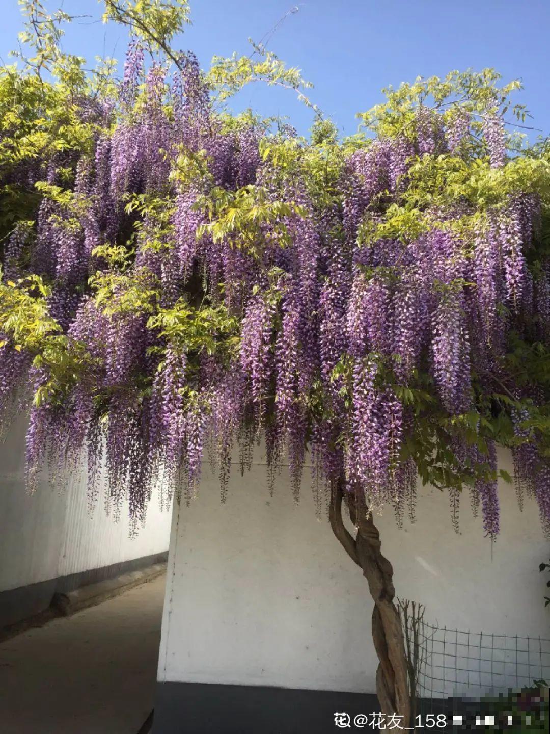 带着父母回农村，把老院子种满花，过简单生活