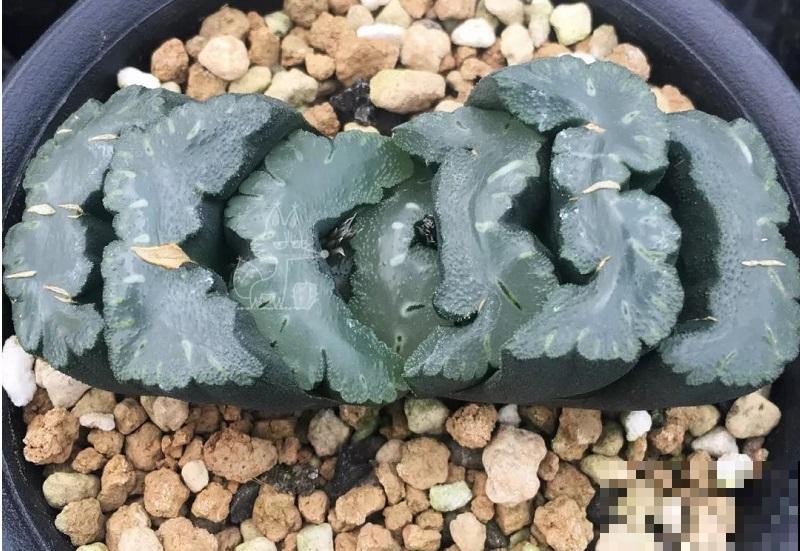 室内“多肉党”福音,6种多肉特耐阴,没光也能养爆盆 室内“多肉党”福音,6种多肉特耐阴,没光也能养爆盆