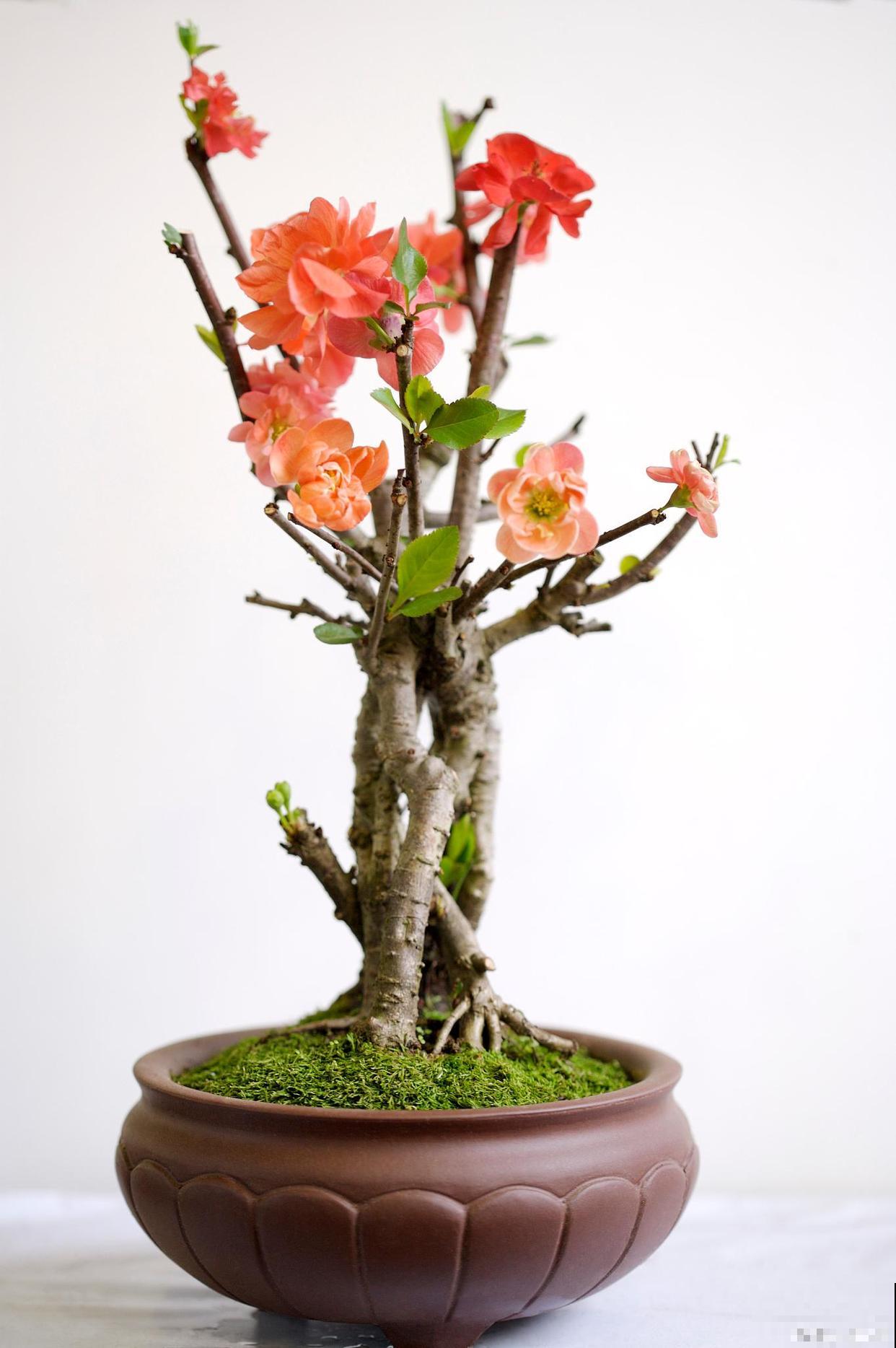 长寿花怎么养 长寿花怎么养