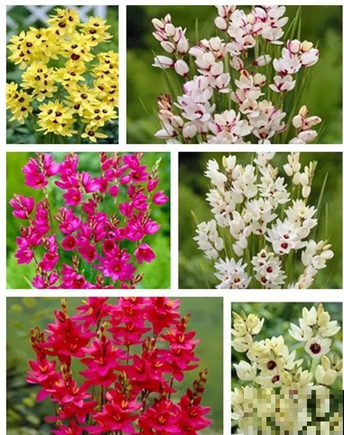 2块钱一个的便宜花，埋土里就开花爆盆，天再冷也冻不死