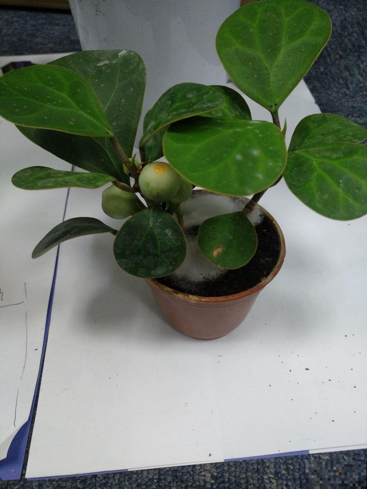 植物叶片出现窟窿，千万不能忽视，这是植物生病的前兆