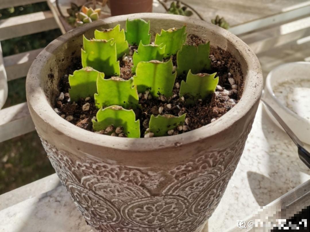 冬天扦插6种花，简单易成活，一盆变多盆