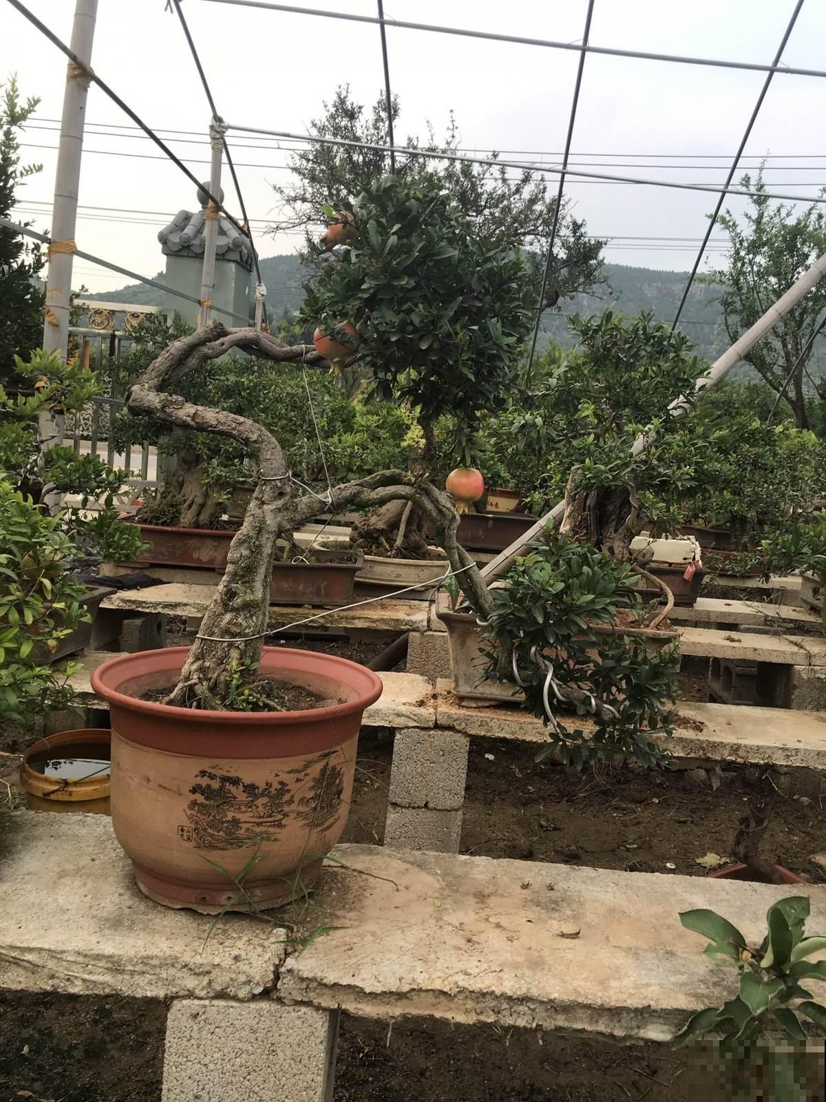 植物即将“冬眠”，需知3个知识点，第二年才能枝繁叶茂