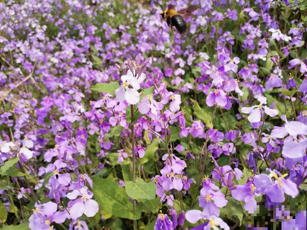 冬天也能养的耐寒草花,阳台上摆几盆,轻松变成小花园 冬天也能养的耐寒草花,阳台上摆几盆,轻松变成小花园