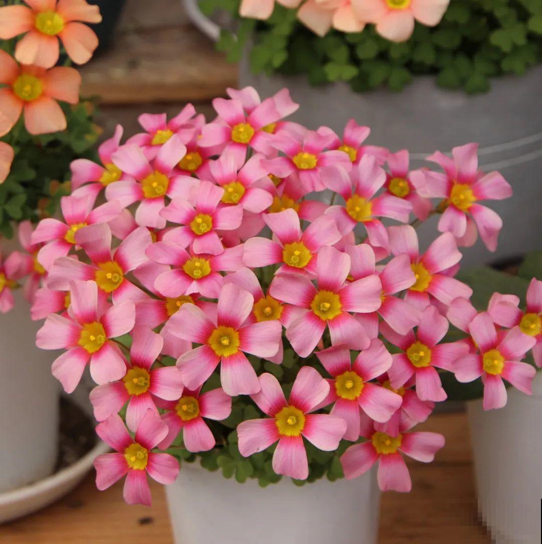 1种小草花名叫酢浆草，花量大，花期长，一盆还能变多盆