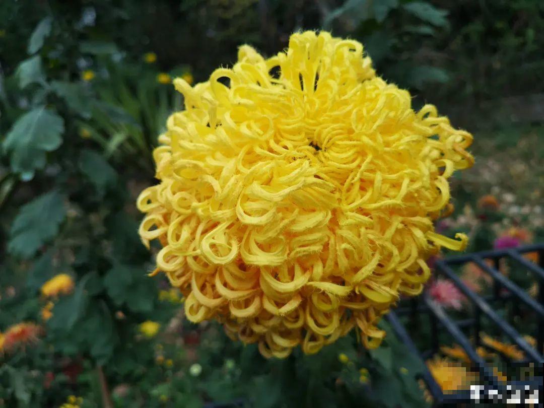 秋天在家养盆“香香花”，满屋子香味，还特耐寒