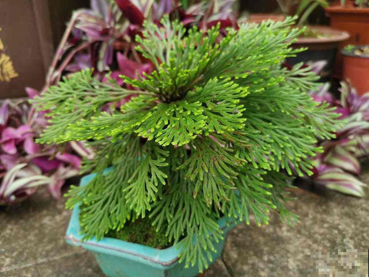 1种花名叫“九死还魂草”，干成“枯草”后浇点水，照样恢复生机