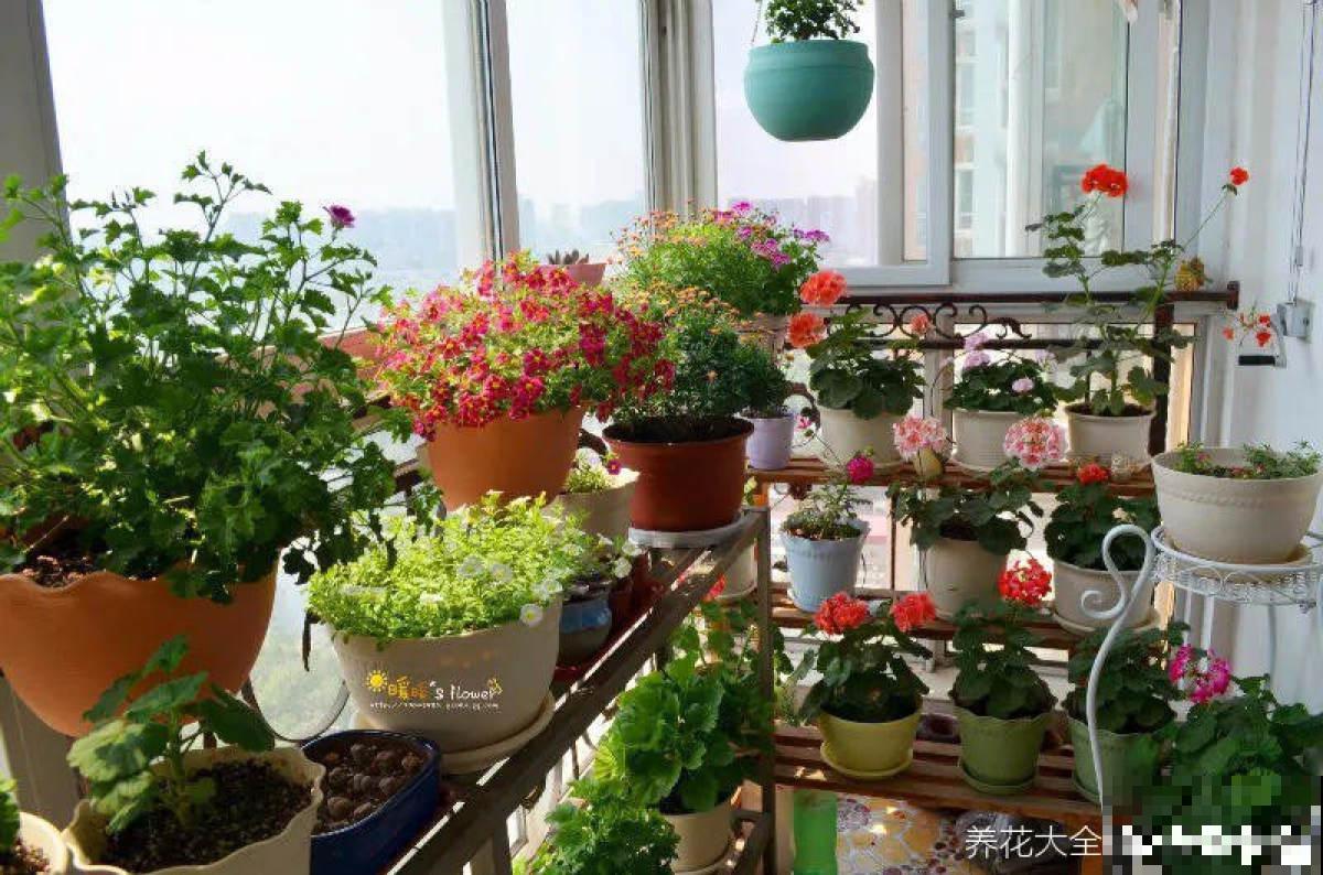 谁说封闭阳台难养花，我跟着邻居做了4步，变成小型花园