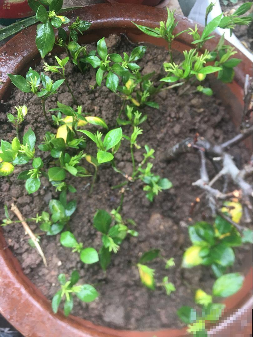 栀子花黄叶不用怕，学会4招解决问题，北方花友看过来