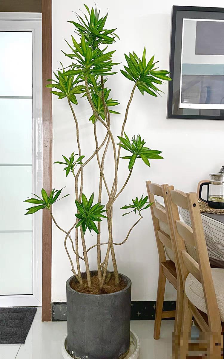 1种花俗称“摇钱树”，满盆长满小元宝，大吉大利，好看吉祥！