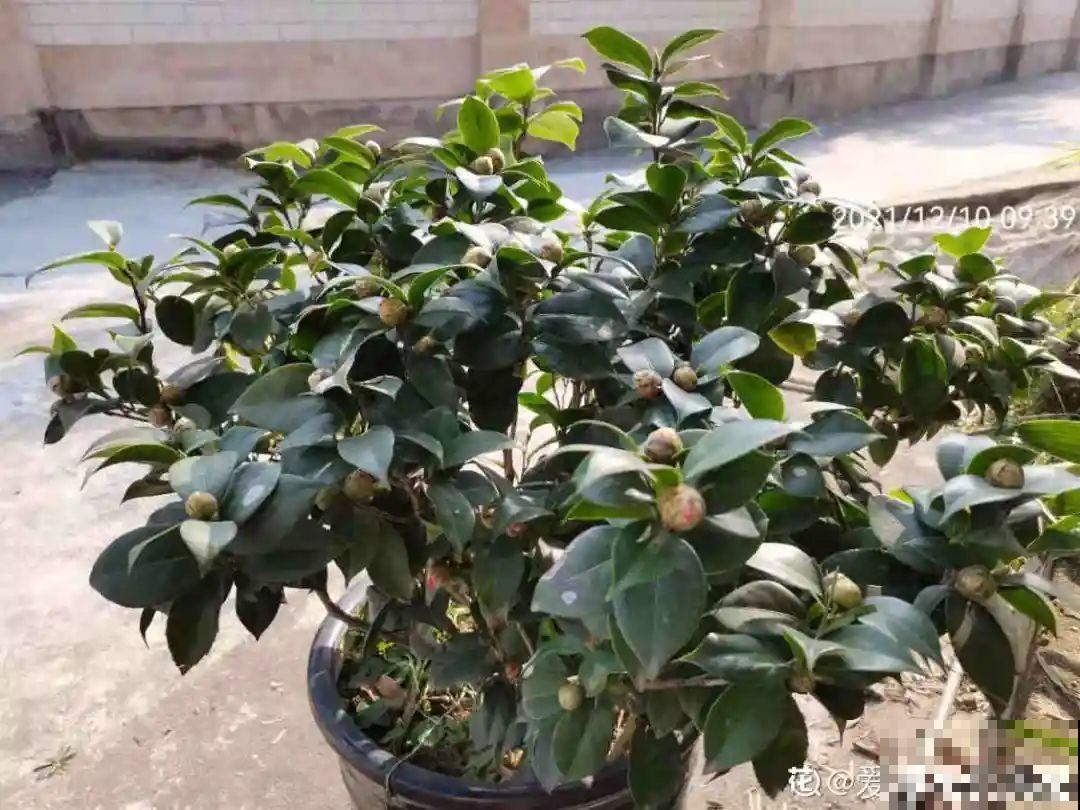 养花“急救”方法，1步搞定，别越拖越严重！