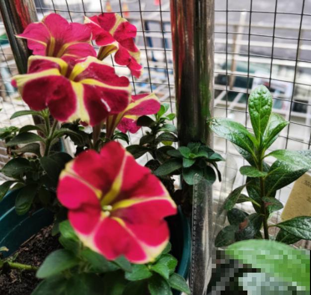 密密麻麻的花,一开花就“刹不住车”,这样的阳台谁不喜欢 密密麻麻的花,一开花就“刹不住车”,这样的阳台谁不喜欢