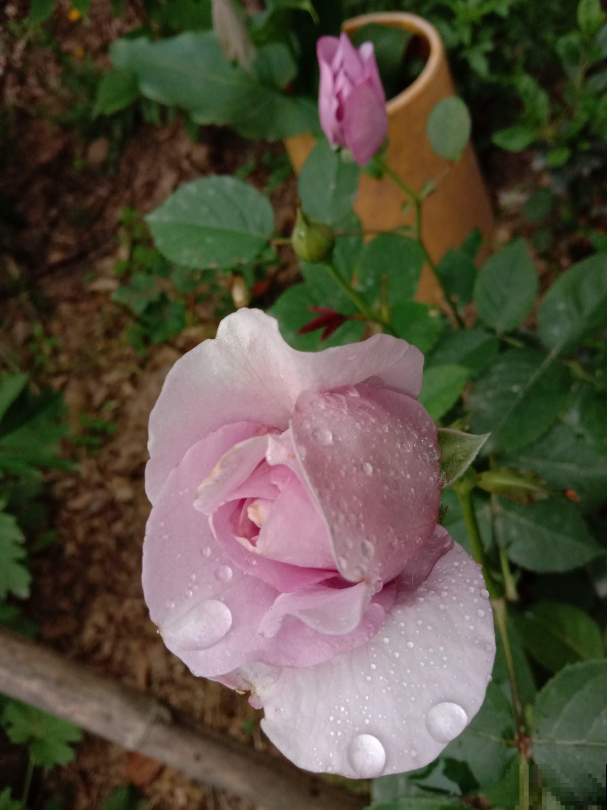 1种“养人花”,开花又大又好看,还能用来做吃的 1种“养人花”,开花又大又好看,还能用来做吃的