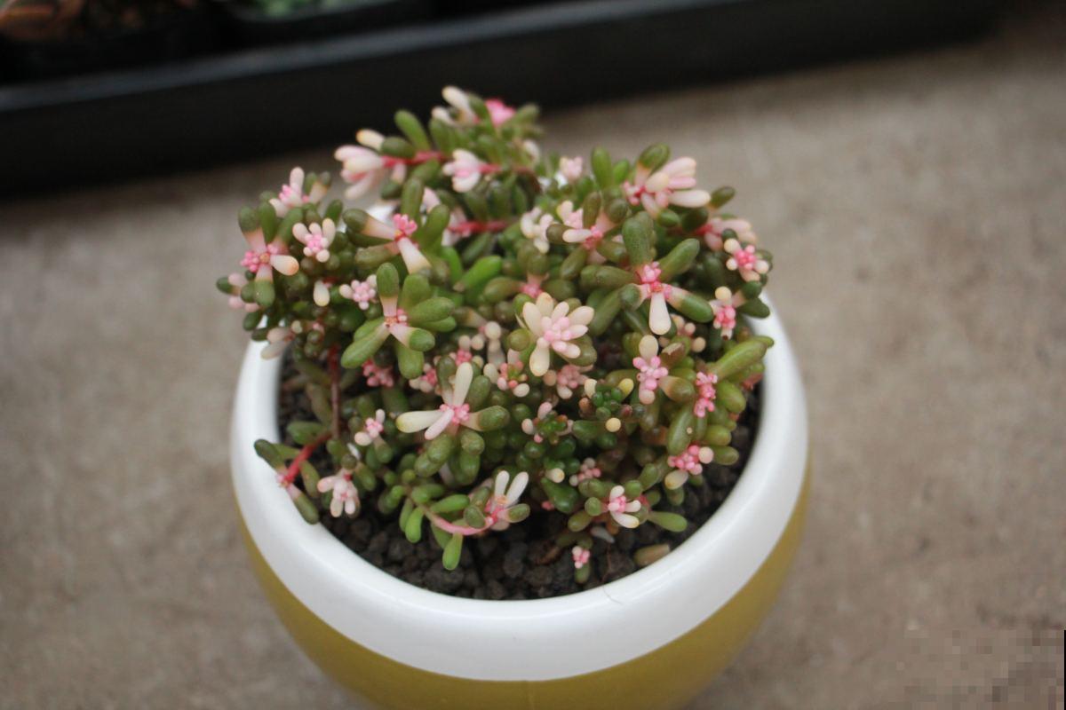 10道花卉竞赛题目，都答对的人太少，答对6道就是大神