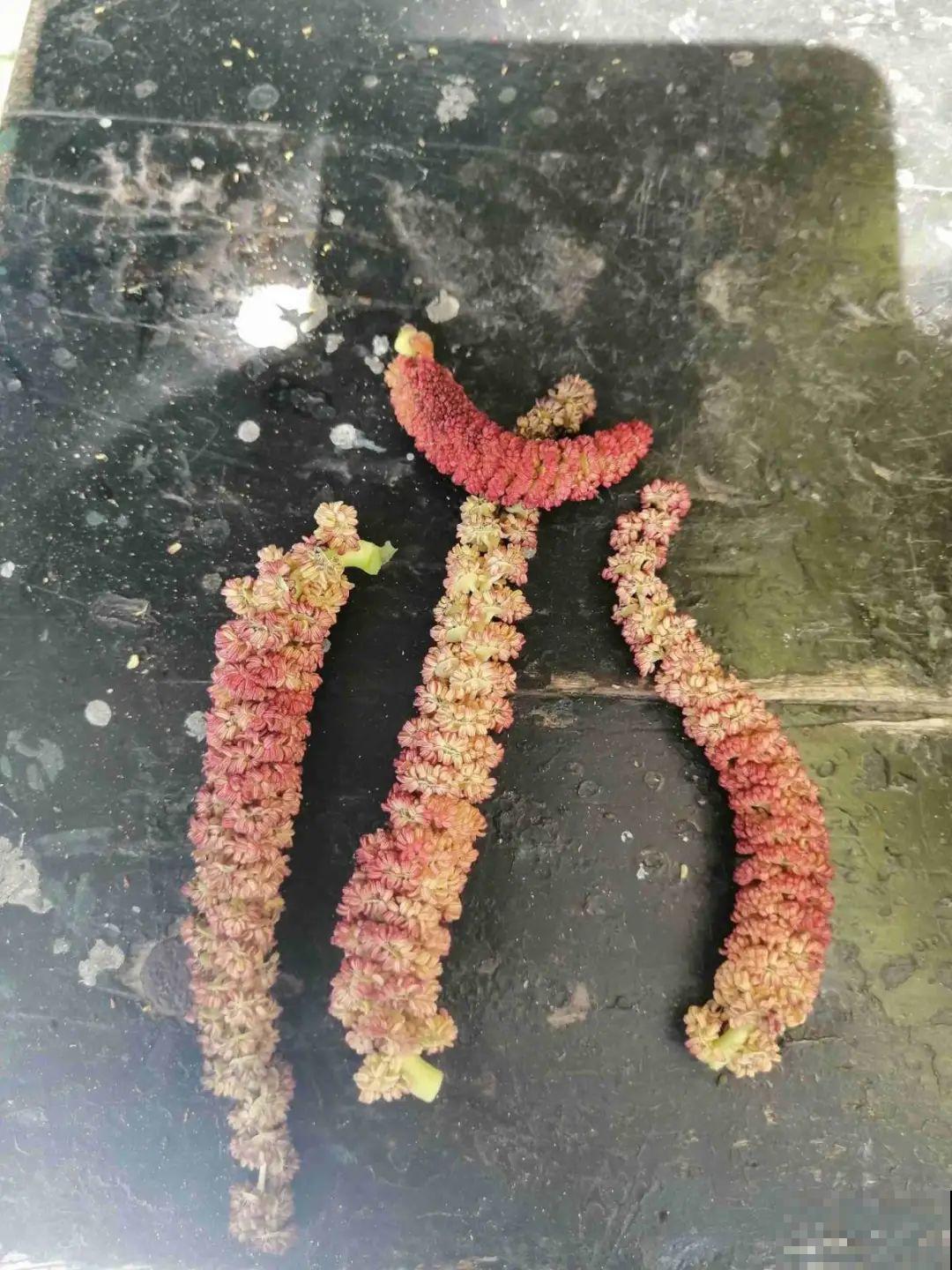 腊月买花要睁大眼,这8种花别要,养不活还浪费钱 腊月买花要睁大眼,这8种花别要,养不活还浪费钱