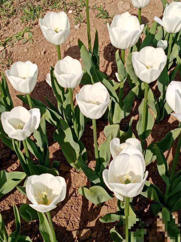 4种花不能淋雨，一淋就黑腐烂根，最后只剩个空盆